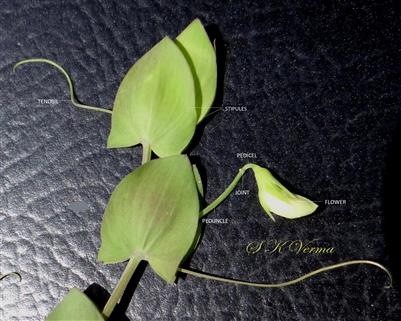  Stipules